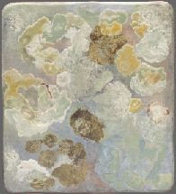 "Lichen vert", 33 x 36 cm